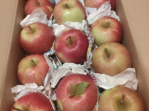 【収穫即日発送】サンつがる　家庭用小玉　1.8～1.9キロ【葉とらず】JA基準より60％減の低農薬栽培