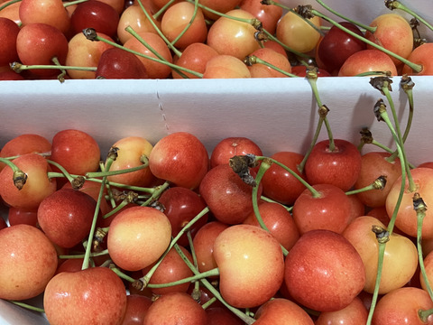 【さくらんぼ】家庭用グラデーションセット 【佐藤錦】🍒1キロ🍒【双子ちゃんが入るかも】【訳あり】