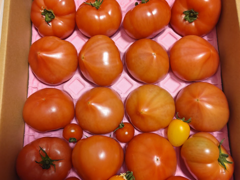 100％純トマト🍅4キロ箱【雪ちゃんトマト】桃太郎トマトL or Mサイズ