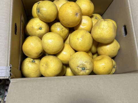 河内晩柑 （小玉訳あり）10kg：愛媛県産のみかん・柑橘類｜食べチョク