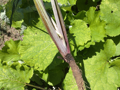 【まとめ買い用】当農園オススメ☆サラダごぼう１本☆アクがなく柔らかく美味しいごぼう☆数本まとめ買いも👌