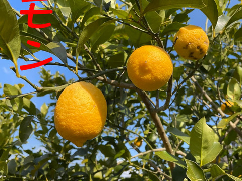 新発売　旬の美味しさを閉じ込めた　果樹園のジェラート『柑橘食べ比べセット』6種類12個入り　配達日時指定便 杉山農園