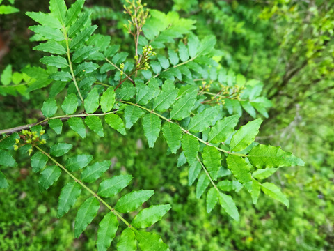 ★天然　山椒　ヤマサンショウ　葉　100枚　10センチ前後～15センチ前後 四国産　最短発送 クロネコ コンパクト便