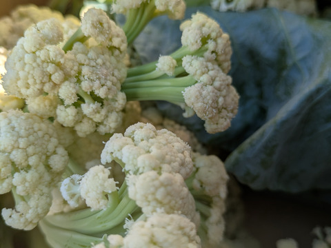 ❄️☃️冬の野菜セット☃️❄️