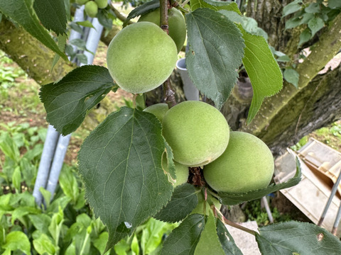 (NEW商品)山形県天童産 青梅 2k (お酒•梅干し作りに！！小梅ちゃん)訳あり　さくらんぼとご一緒に！！梅干し用