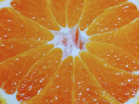 デコっと不知火【超訳あり】4kg（箱込）