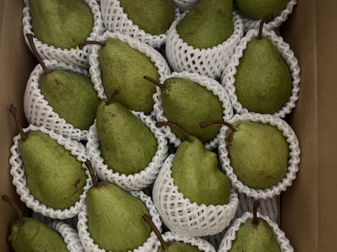 ラ・フランスとちょっと違う　　西洋梨　希少品種（エル・ドラド）18玉～２０玉