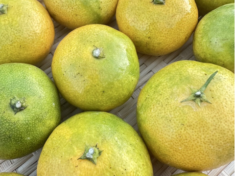 有田みかん 10kg