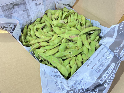 丹波篠山の黒枝豆 1kg 訳あり 限定｜秋のごほうび便