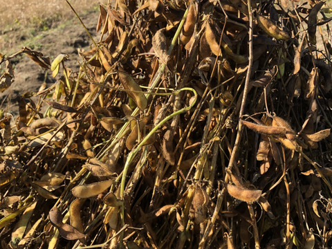 自然栽培黒千石大豆納豆10個