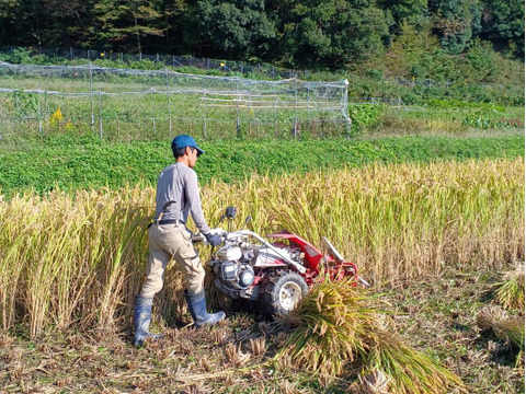 ハッピーヒル　５ｋｇ　自然栽培　天日干し　農薬不使用