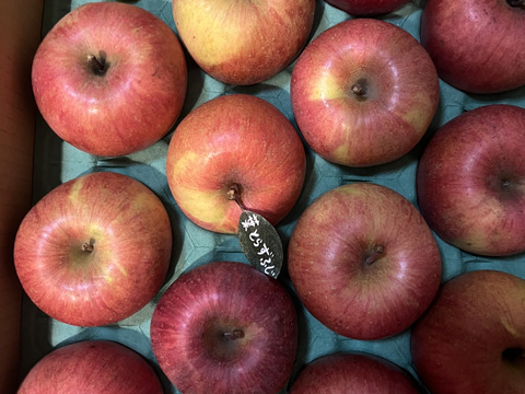 ぐんま名月 | 産地直送通販 | 青森りんご | RED APPLE(レッド ぐんま名月 | 産地直送通販 | 青森りんご | RED APPLE(レッド