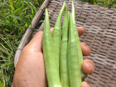 八丈オクラ（農薬化学肥料不使用）　130グラム 7～8本