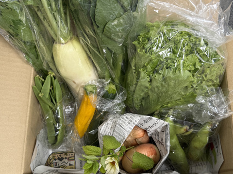 旬の露地野菜セット(7〜9品)【朝どれ】