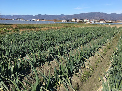 【自然栽培】自家採種一本ネギ1kg