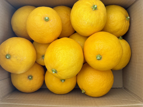 果汁たっぷり淡路島産マイヤーレモン2kg（サイズ不揃い）