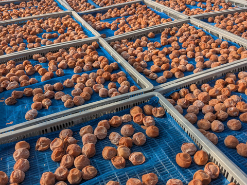 【有機JAS認証】【訳あり】令和7年産有機梅干しの「つぶれ梅」。300g特大サイズ4L