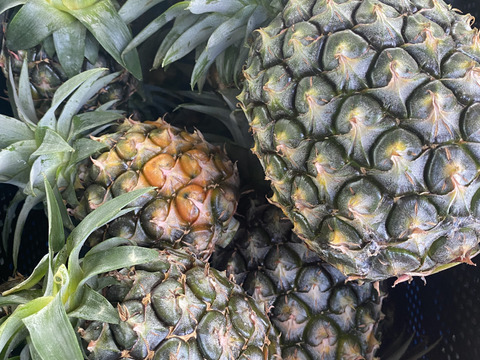 訳あり！石垣島産「ジュワリーパイン」8kg