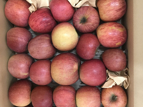 【予約開始！人気商品】旬の甘〜い葉取らずサンふじ24~27個入り【ご家庭用・5kg以上】