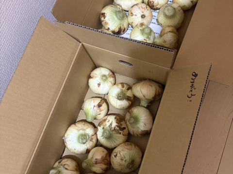 【満天☆青空レストランにでました】サラダ新玉ねぎ「旬玉」生がおいしい！神重農産のブランド玉ねぎ　秀品5㎏