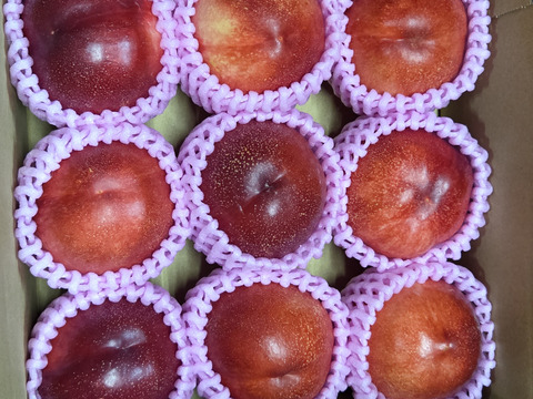 甘くてジューシー「サマークリスタル🍑」ネクタリン🍑
温室🍑無袋🍑棚栽培🍑