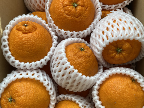 《大将季(だいまさき)》甘くてジューシーな紅い不知火！　5kg(家庭用)
