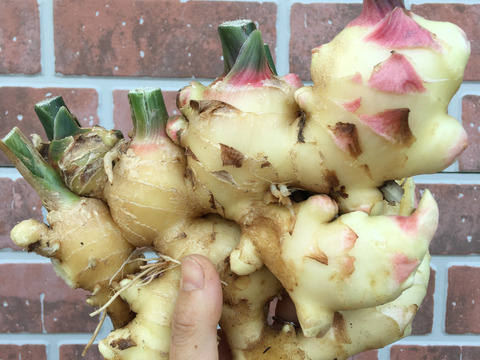 ジンジャーシロップに！温活に！旨さ引き立つピリ辛！新生姜（約1kg）