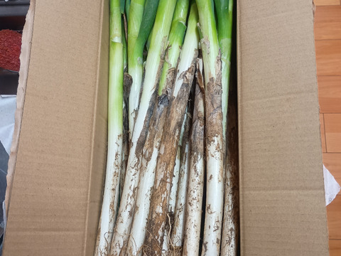 ✅🎁人気NO.2🚩✅【冬タイムセール】🎁至福の極甘ネギ❗️❗️⭕️Mサイズ【3本増量】30本❗❗3,080円→980円<約3kg>✨信州産✨【特別栽培】✨