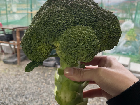 農薬不使用・栄養たっぷり『ブロッコリー🥦』重量分たっぷり詰めます！