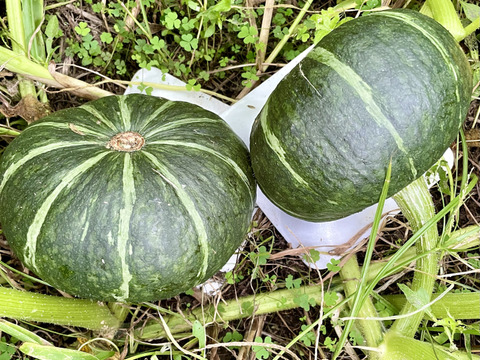 【最高品種】栗かぼちゃ1個約1.5kg 農薬・化学肥料不使用 くり将軍