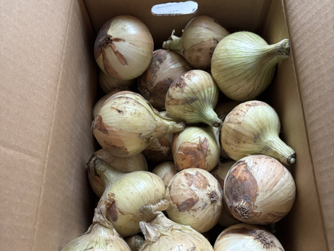 【ちょこっと訳ありでも味は同じ】淡路島産 新玉ねぎ 5kg