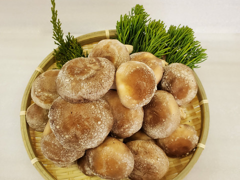 新鮮！用途多彩！生しいたけ（菌床）　2kg