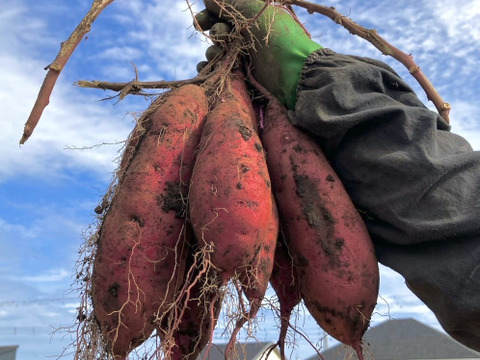 新登場♡.° お得な訳あり干し芋【 茨城県べにはるか使用 ２kg 】