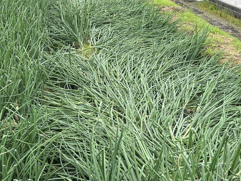 甘み香りが特徴のターザン【玉ねぎ・1キログラム　おすすめ