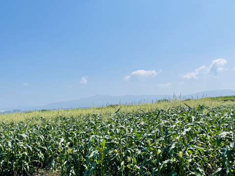 スイートコーン ゴールドラッシュ 2キロ