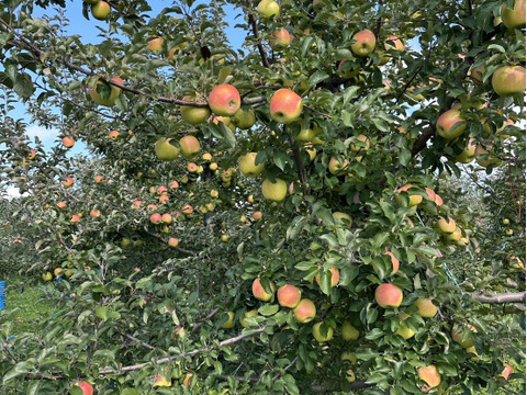 【冬ギフト】🍎『希少！』ぐんま名月🍎約3キロ8〜11玉(家庭用)ID177902