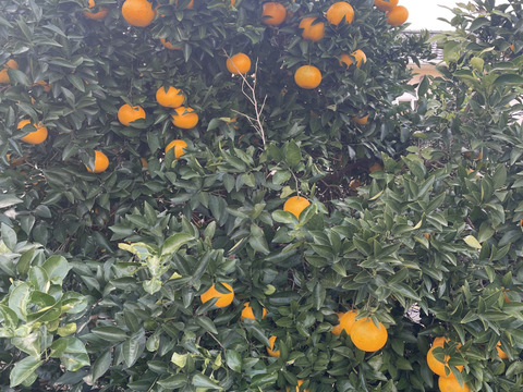 甘夏　箱こみ9.5キロ以上　２L～４Lサイズ（300g～450ｇ）ワックス不使用　農薬不使用