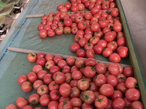 大玉トマト（傷、歪み）約3.５〜4k