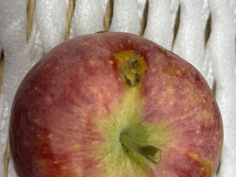 希少価値の高い夏りんご【シナノリップ】５㎏
R-k5