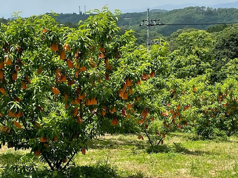 M様専用2025年追加【贈答用】【夏ギフト】岡山の白桃・白鳳～贈答用★とろける果肉とたっぷりの果汁です（2㎏箱）②