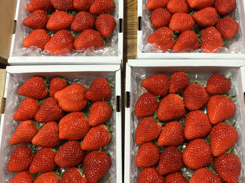 完熟よつぼし☆（ご家庭用・約530g×４箱）