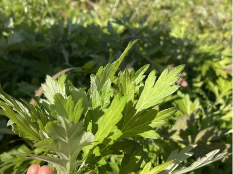 手摘み　春　よもぎ　フレッシュ　500g　農薬・化学肥料・除草剤不使用