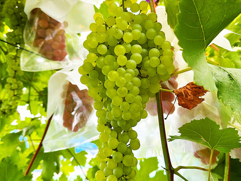 世界最大最古ぶどう！岡山県産ネヘレスコール（1～2房）