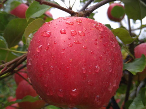 サンつがる　りんご　約５キロ　１８個〜２０個　できるだけ傷の無いりんごたち　鮮度保持の小さめ