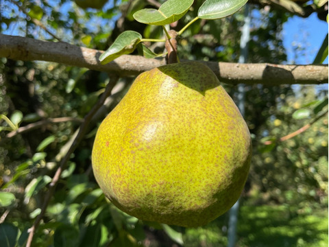 （とろけるように甘い）スーパーラフランス訳あり3kg箱