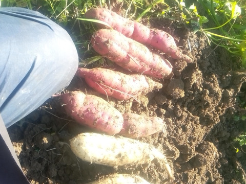 さつまいも 紅はるか 自然栽培、農薬肥料不使用 1.6㎏：和歌山県