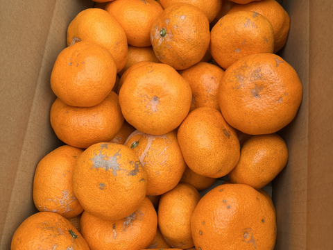 【最終出荷】【訳あり】『青島』温州みかん5㎏ サイズミックス（１㎏あたり7-9個） 湯河原産