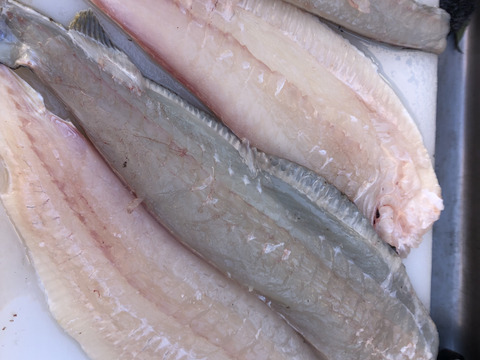 【活き締め】天然ヒラメ2〜3kg 刺身用