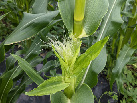 [自然栽培][訳あり8/21発送]朝採れ！程よい甘みのとうもろこし:キャンベラ