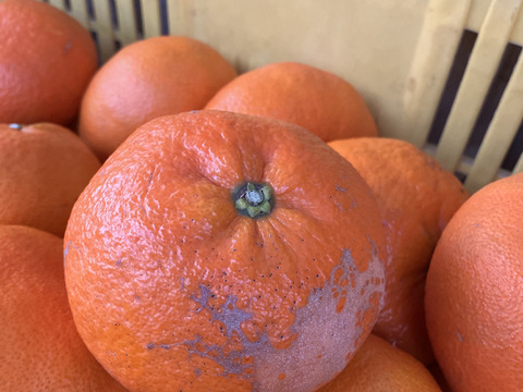 愛媛が誇る高級柑橘”ふぞろいの甘平ちゃん”5kg